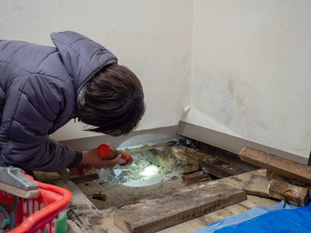Best Attic Mold Removal  in Reinbeck, IA