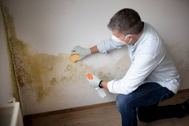 Best Industrial Mold Remediation  in Reinbeck, IA